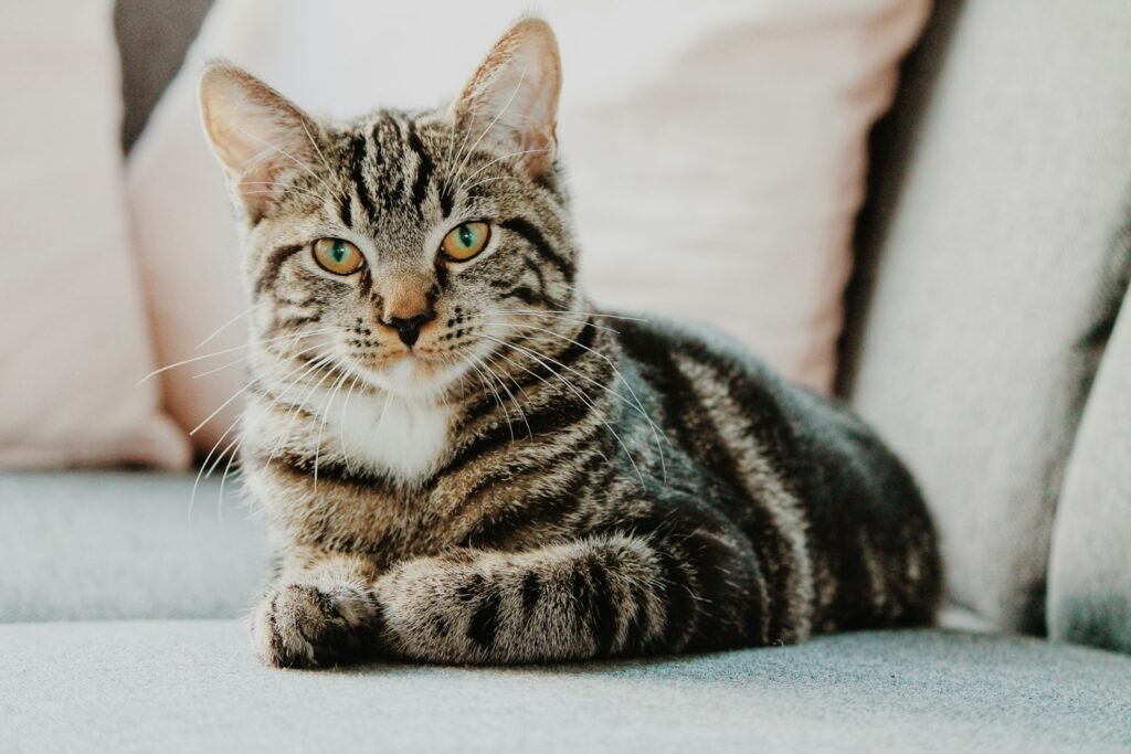 Cat looking toward the camera for cat travel collection