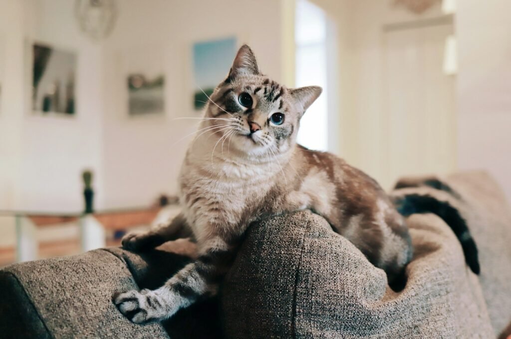 White and grey cat sitting on a sofa in a calm home interior
