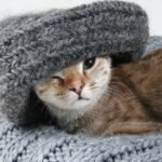 Cat wearing cozy gray knit hat and scarf on white background — TAOSONA Cozy Cable Knit sweater